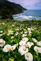 Calla Lillie at Heceta Head Light House, Oregon _DSC 3970