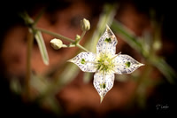 Kolob Mesa Flower _DSC4871