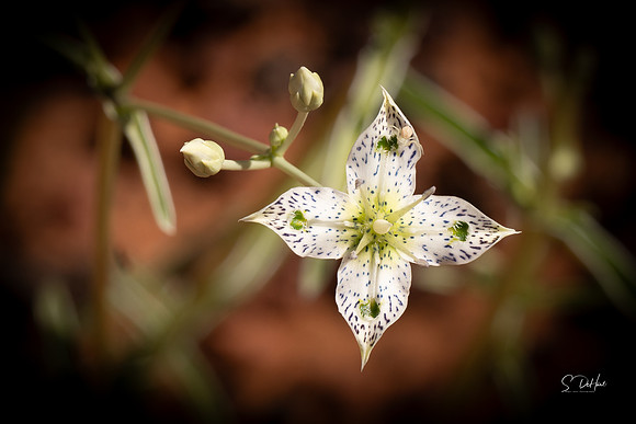 Kolob Mesa Flower _DSC4871