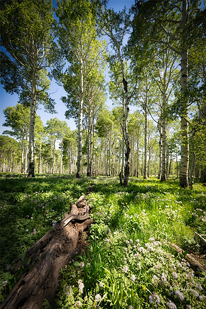 Aspen at Kolob Mesa _DSC4973