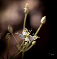 Kolob Mesa Flower _DSC4730