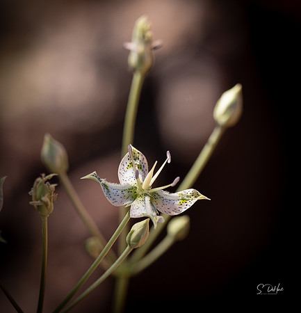 Kolob Mesa Flower _DSC4730
