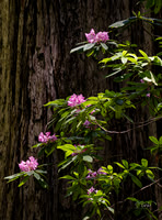 Redwood and Rhododendron Northern California _DSC3719