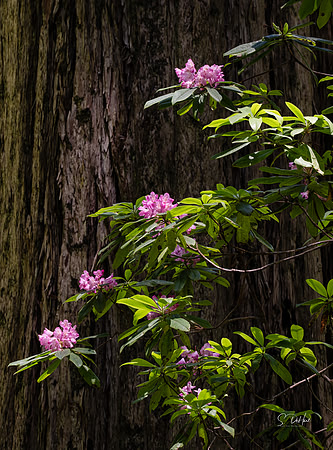 Redwood and Rhododendron Northern California _DSC3719
