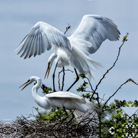 Egrets at High Island, Texas