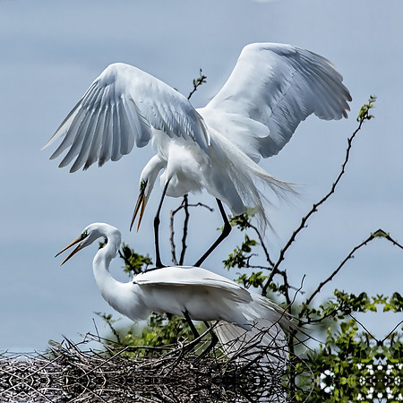 Egrets at High Island, Texas
