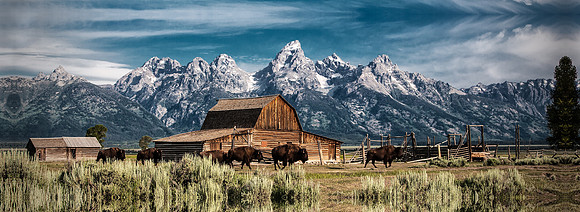 Buffalo at Teaton National Park