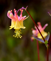 Columbines of Idaho