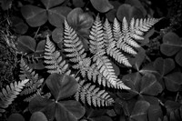 Northwest picgtures