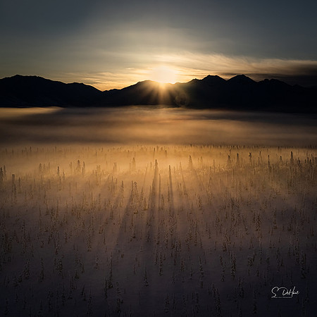 Tree Shadows at Sunrise_DSC0343