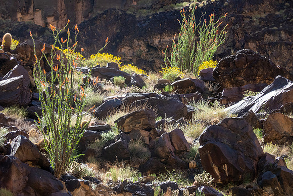 Desert Color