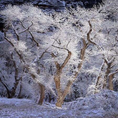 _DSC8019-1x1 Crop