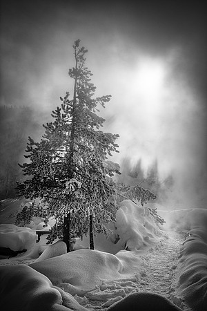 A Winter Path In The Mists