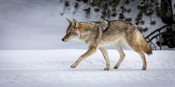 Coyote In Yellowstone