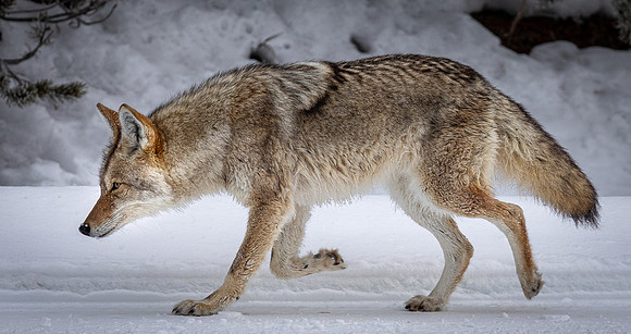 Coyote Going Home In Yellowstone.