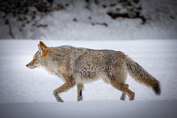 Coyote In Yellowstone