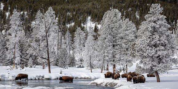 Buffalo Crossing the Fire Hole River