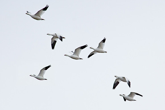 Snow Geese - Going Home