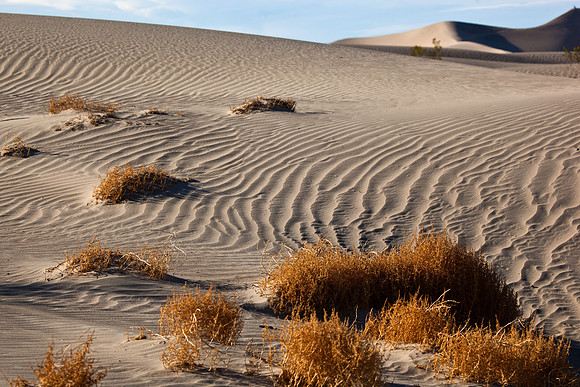 Desert Tumble Weeds